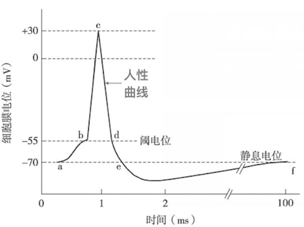 細(xì)胞膜電位和時間的函數(shù)圖