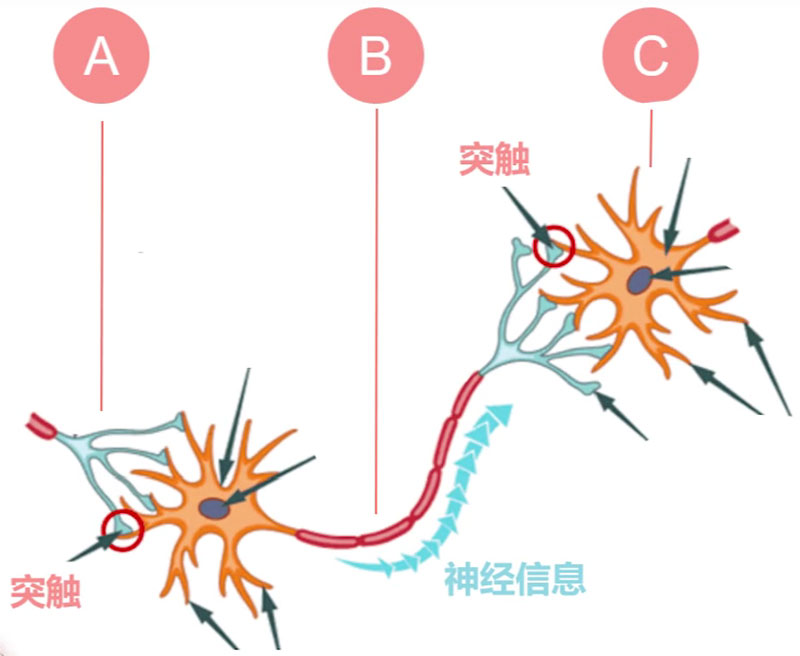 大腦的微觀結(jié)構(gòu)